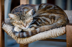 Pet Quality of Life