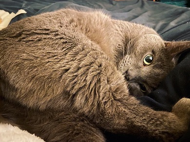 Misty - The Cat